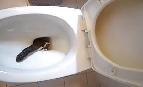 Long turd in the toilet